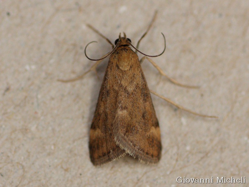 Pyrausta despicata ...variabili...